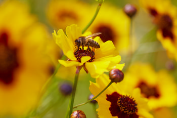 Bee feeding on flower from side This still life photograph captures a bee feeding on a Coreopsis flower, also known as Golden Tickseed, from the side, highlighting the interaction between insects and plants in the natural environment. The image was taken in the late morning during the summer season, displaying vibrant yellow blooms and the busy activity of bees amidst flowers in Derbyshire, England, United Kingdom. The presence of Golden Tickseed showcases the diversity of plants and animals found in this region, while the detailed focus on the bee emphasizes the important role of insects in pollination within the summer landscape.